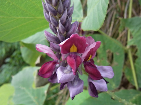 クズの花