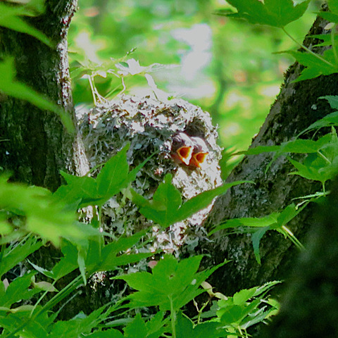 モミジのエナガの巣