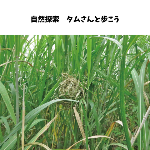 自然探索「タムさんと歩こう」