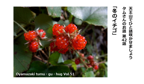 タムさんのお話 第43話 「 冬のイチゴ」