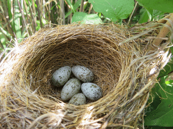 天王山でひと話咲かせましょう「行々子（ぎょうぎょうし）」