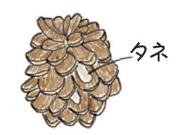 タムさんの天王山でひと話咲かせましょう『リスとエビフライ』