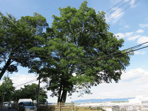 大山崎瓦窯跡にあるエノキ