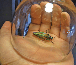 タムさんのひと話さかせましょう　今月2話目の「真夏のエノキと空飛ぶ宝石」