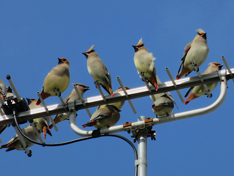 タムさんのお話 第38話  「連雀（レンジャク）」
