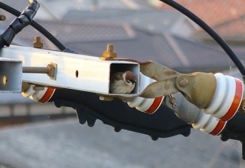 タムさんのお話 第40話 　スズメは電柱がお好き