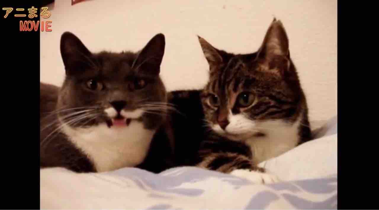 最高におもしろい！しゃべる猫 総集編 : ひまつぶどう