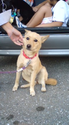 東金市 元気なわんこ3頭 里親様募集 ちば犬猫里親会ブログ