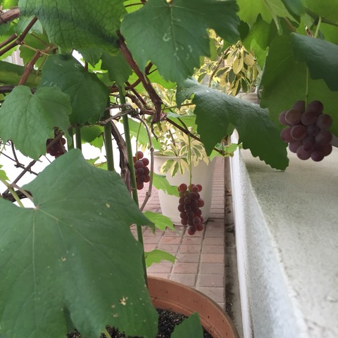 2015-07-29-09-06-38