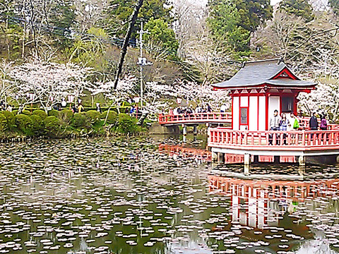 千葉の絶景さくらスポット｜茂原公園