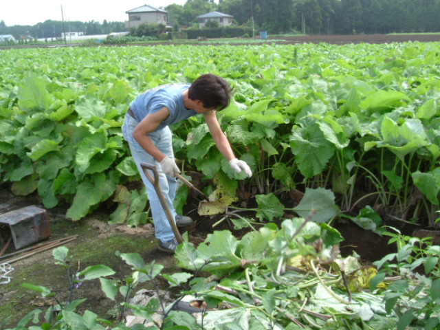 ゴボウ畑 千葉野菜日記