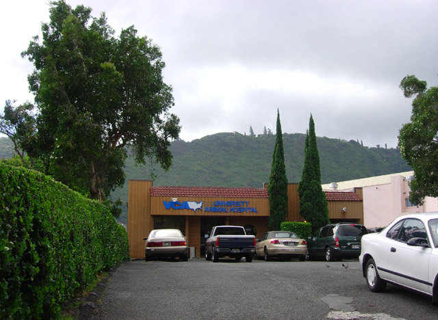 ハワイの動物病院 ハワイと香港 パラレル ワールド