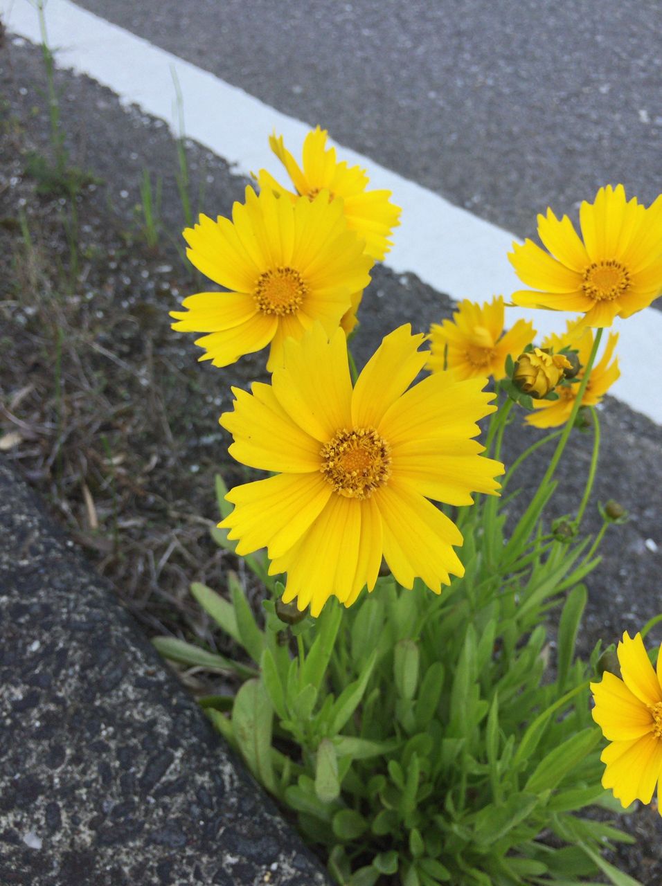 道端に咲く黄色い花の戦略とは 田舎の暮らし研究所