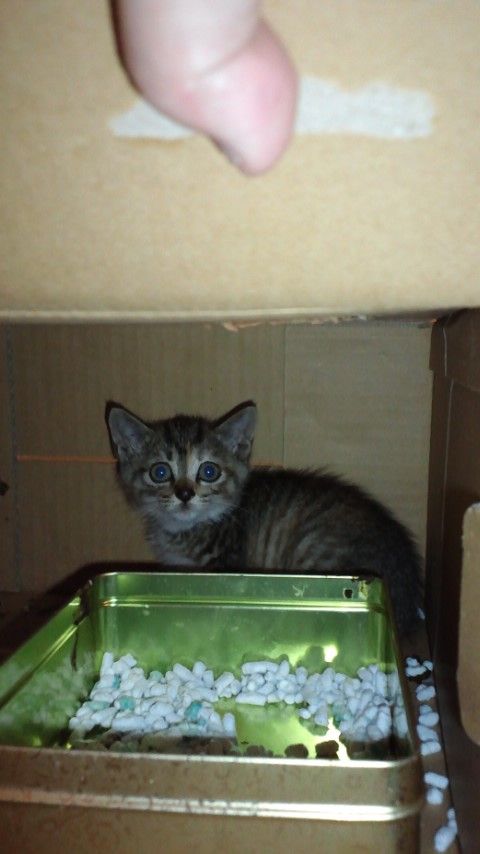 四日目くらい : 保護猫ちび