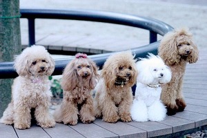 5匹の犬