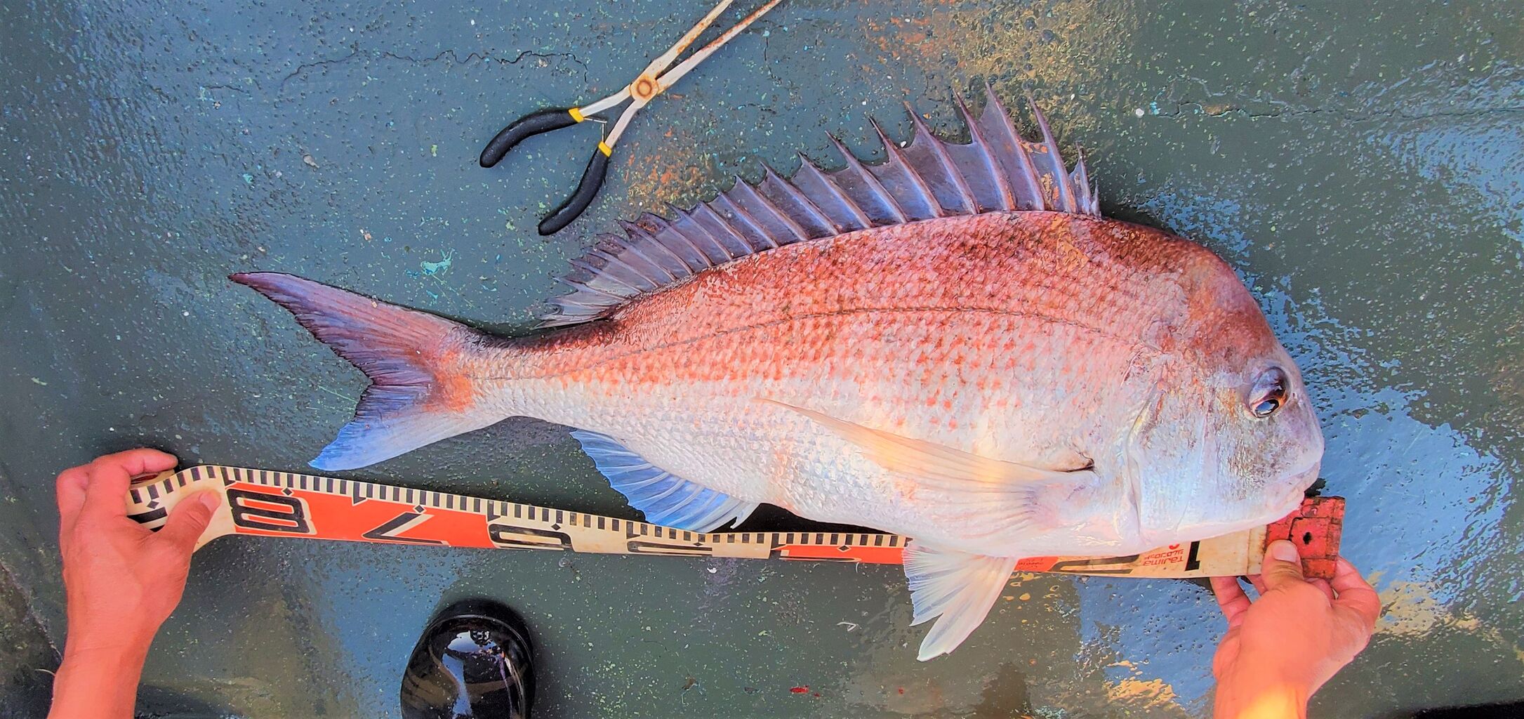 タイ釣り 彡 ちびき病院 総務課ブログ