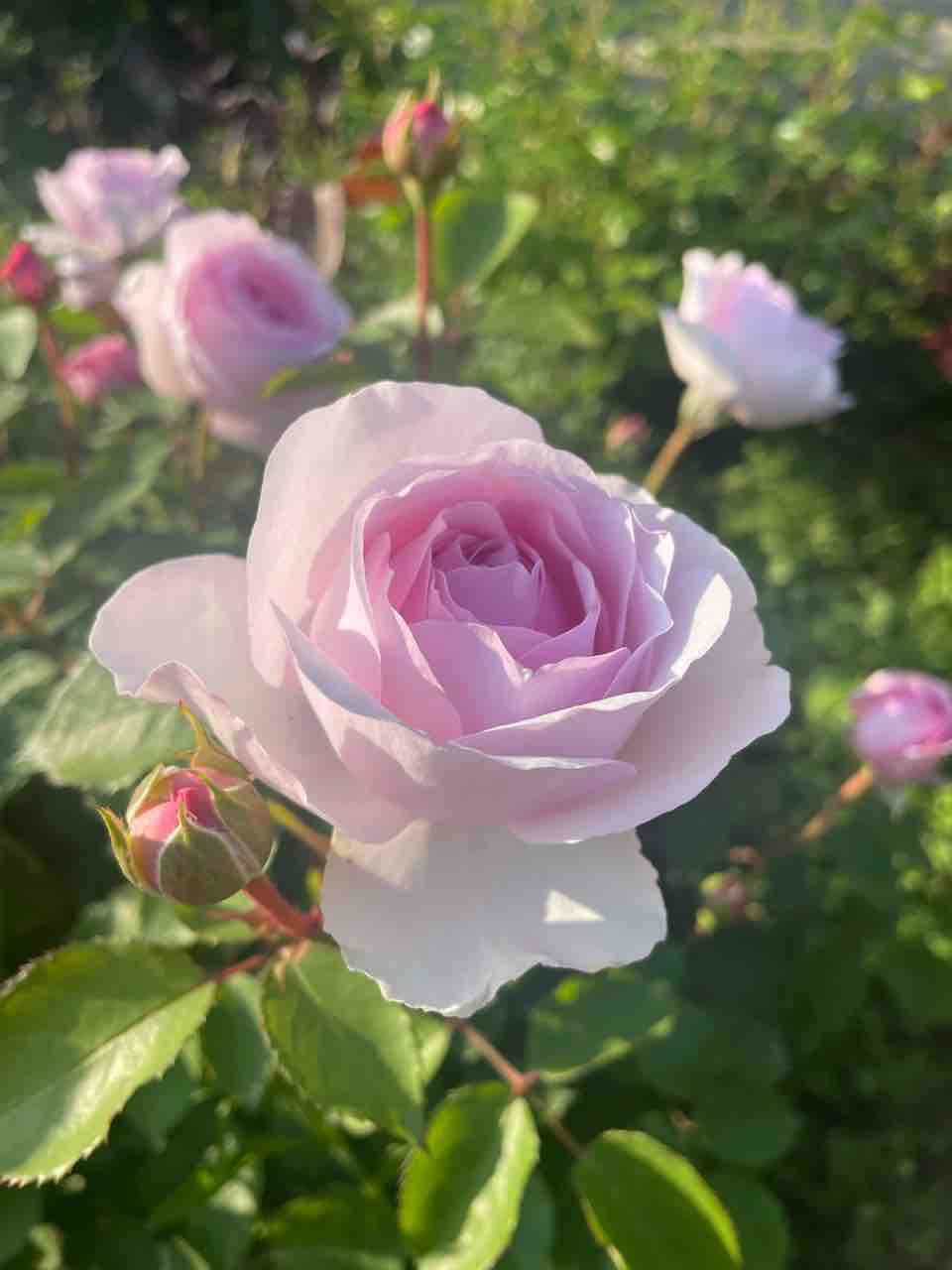 ｇｗの京成バラ園 ちびこはうすのちびちびgarden