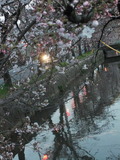 2012年4月2日夕方の玉串川の桜1