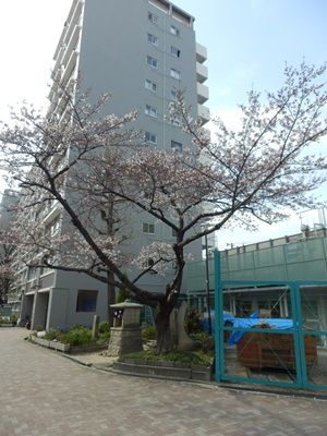 大阪 森ノ宮付近のソメイヨシノ桜開花情報 その1 16年 大阪 河内情報についてのお話です 大阪 森ノ宮付近のソメイヨシノ桜開花情報 その1 16年 大阪 河内情報についてのお話です