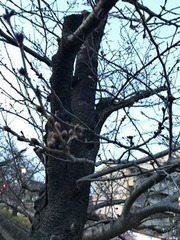 玉串川沿いの桜の古木2017