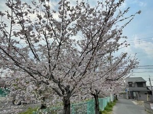 2025年4/10朝の玉串川沿いのソメイヨシノ桜
