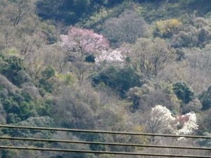 高安山中腹より上の桜2024年