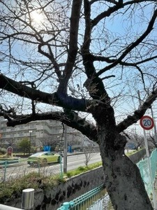 玉串川沿いのソメイヨシノ桜の古木その1