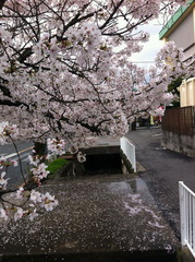 4/3ī�����Ǥ�����פǤ���