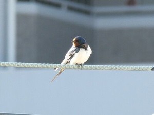 �̶���褤�ΥĥХ�