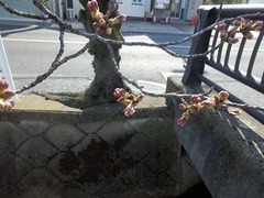福万寺口停留所横のソメイヨシノ2