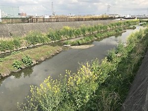 恩智川沿いの西洋カラシナの花の波