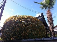 福万寺町のお寺の金木犀