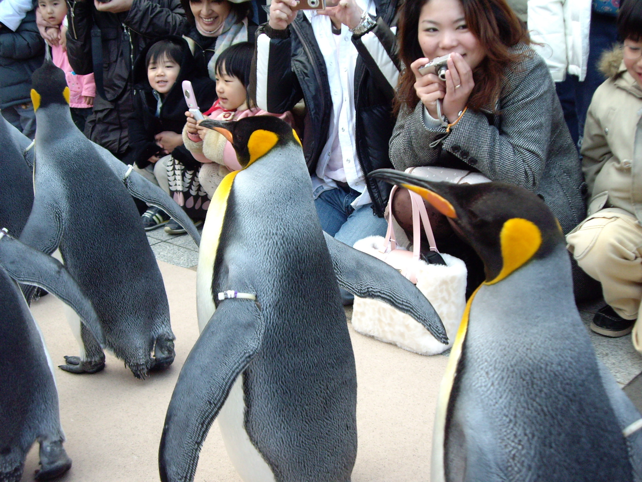 小ネタで恐縮です ペンギンパレード 続報 動物園 水族館 植物園についてのお話です