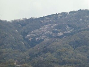 生駒山山頂近くの桜2024年