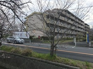 開花が遅れる玉串川沿いのソメイヨシノ桜の木