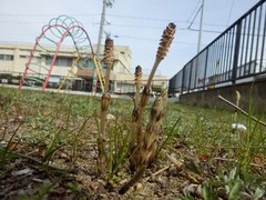 土筆 市営住宅の公園 2017年