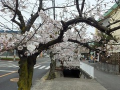 20160401JA付近の桜