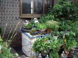 ξ줫鸫