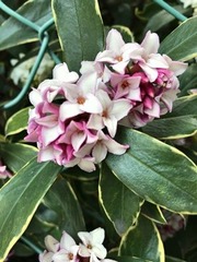 沈丁花の花2017