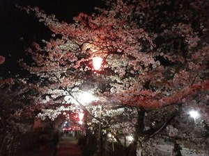玉串川沿いの夜桜6