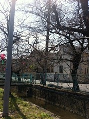 20160326北山本5丁目付近の桜