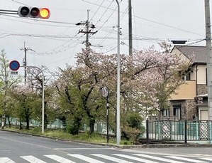 玉串川の葉桜1