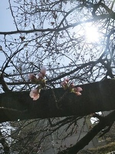 玉串川沿いで咲き出したソメイヨシノ桜