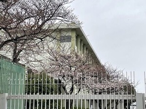 0326夕方みどり青朋高校の桜8