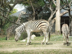 在りし日のキリンさん