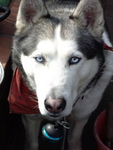 ī�Υ���ǥ�