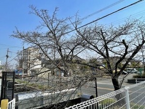 玉串川沿いのソメイヨシノ桜の古木その2