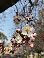 大阪城公園JR森ノ宮駅近くの桜の花2017