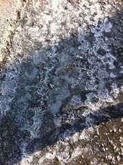 氷が張った水溜り1