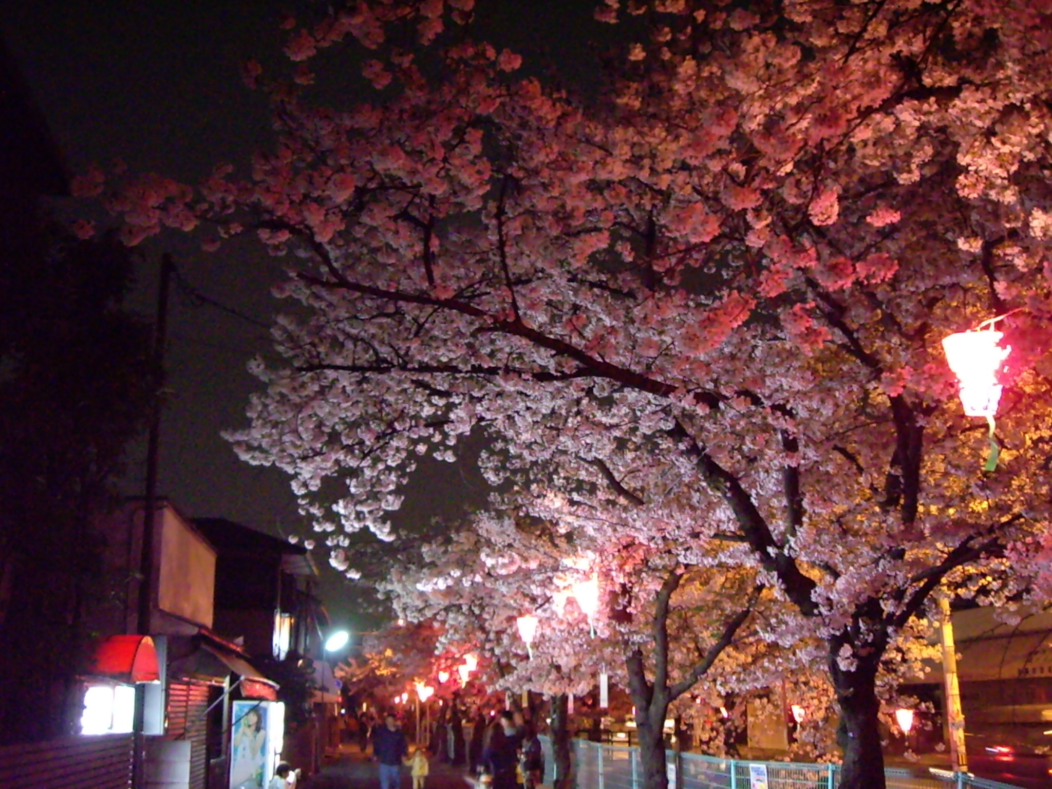 わが街自慢の桜並木です 夜桜報告 八尾市 玉串川沿いの桜並木 生き物 動物 植物についてのお話です